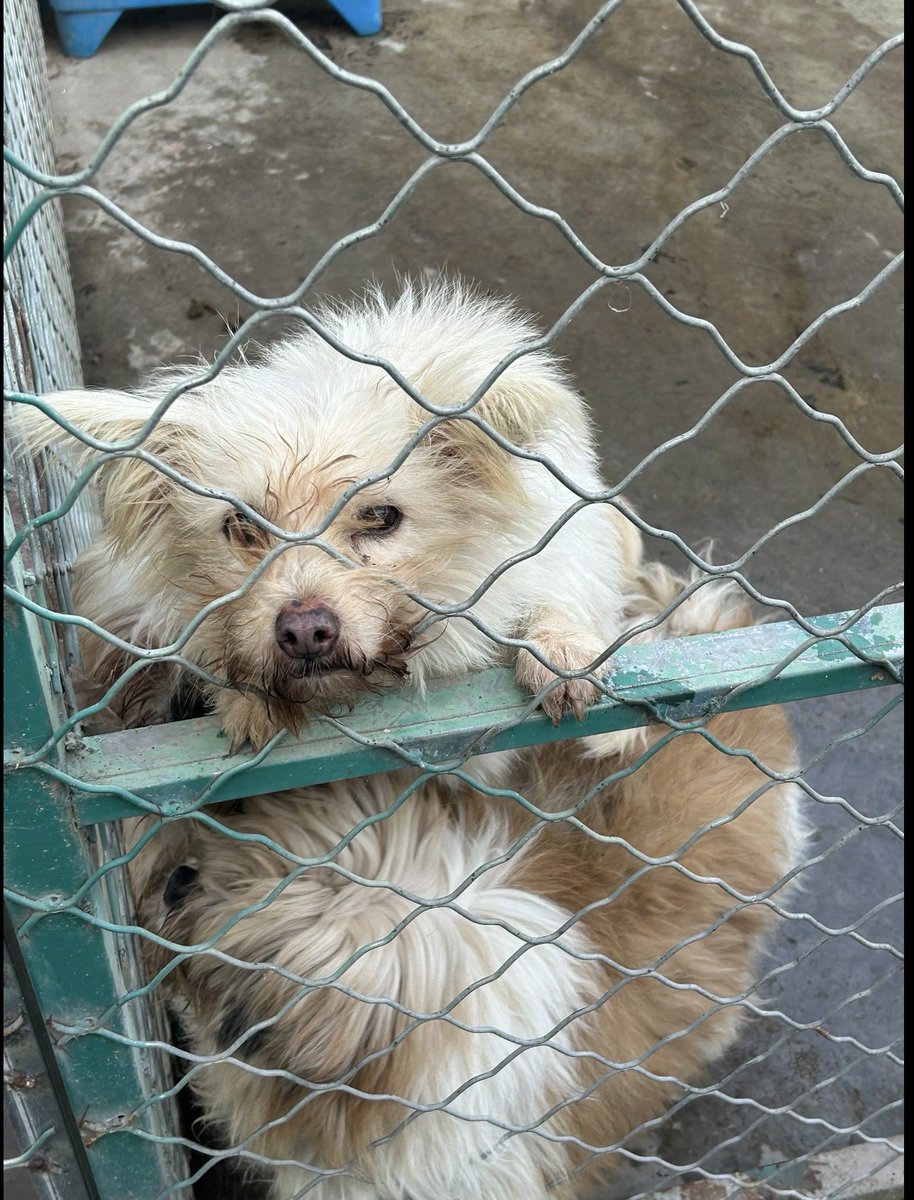 notodogmeat tweet media