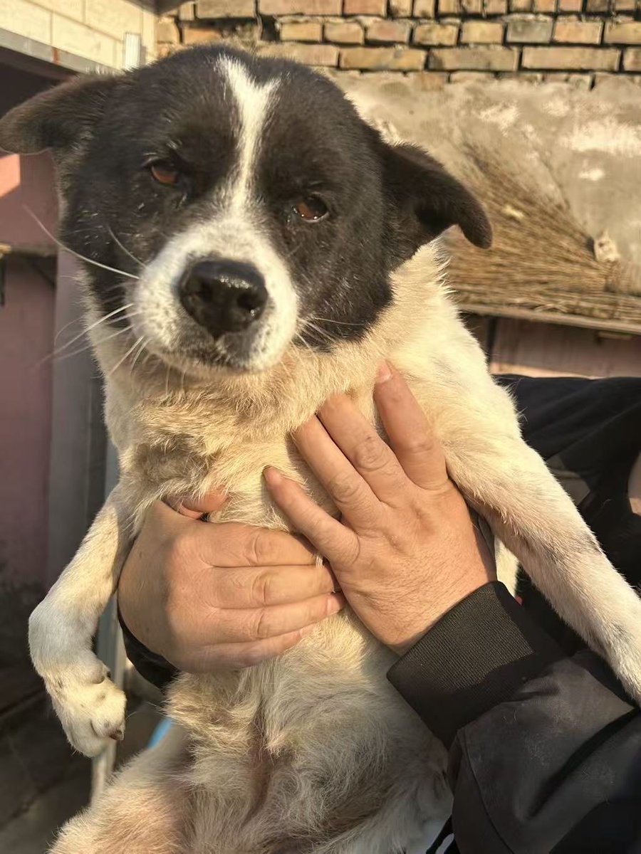 notodogmeat tweet media