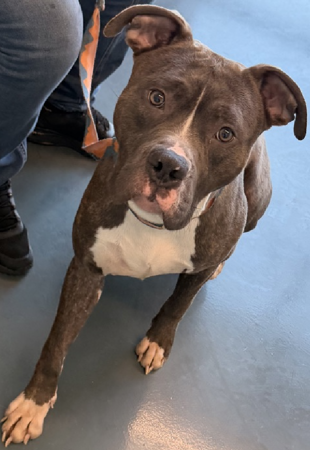 NMBewitched's tweet image. #Puppies 
There is nothing #NYCACC is better at killing 

His brother Hemmis was #Rescued  
His brother Godzilla was Killed 

ACC has given us 1 photo🔥 
From their own notes he is social &amp;amp; seeks contact from handlers. 
Petrified to go in his cage
He cries &amp;amp; vocalizes his fear