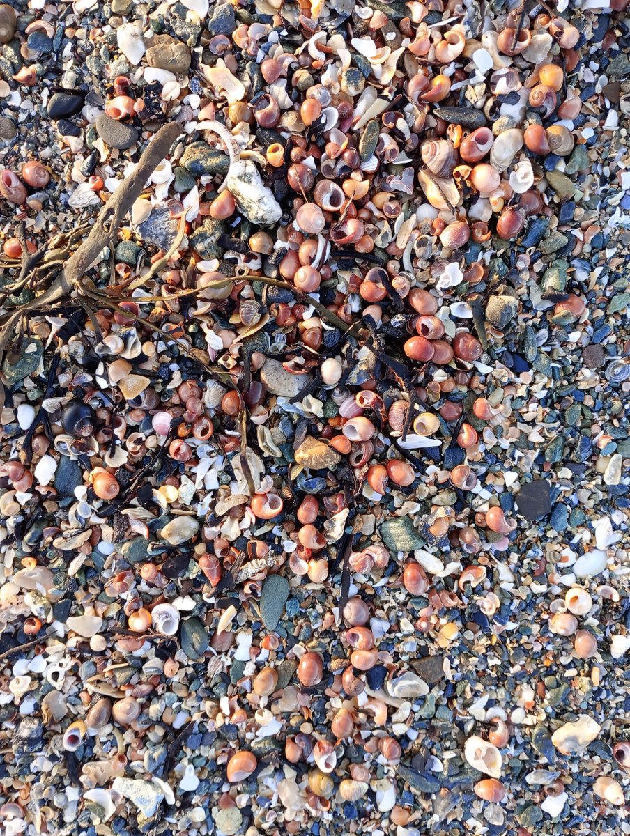 1984_Annibyniaeth! tweet media