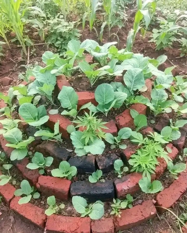 Ongeri KE tweet media