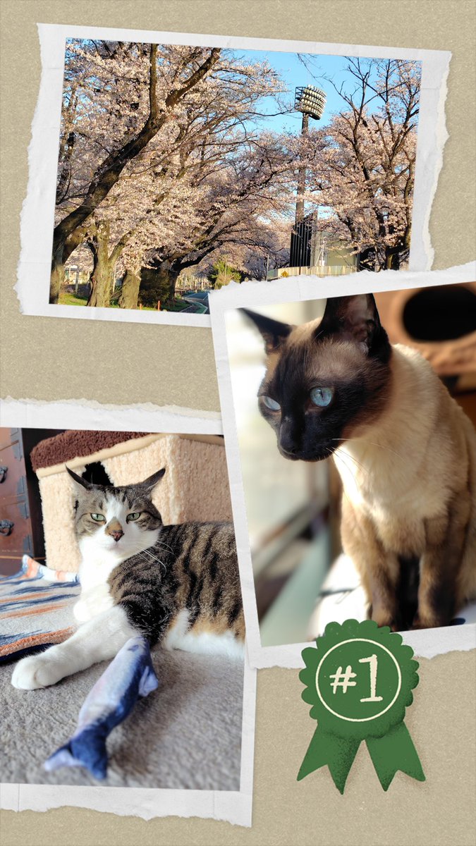 愛ねこささみ tweet media