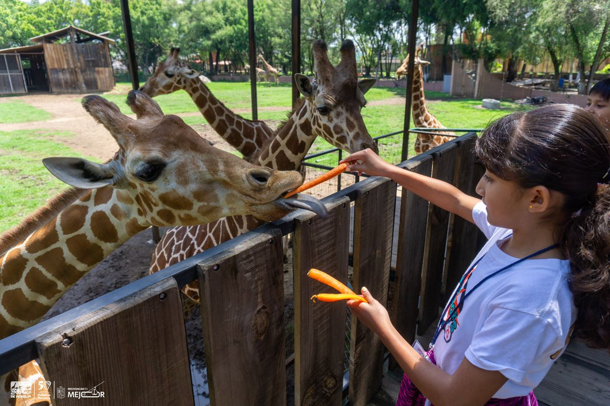 REDMichoacán tweet media