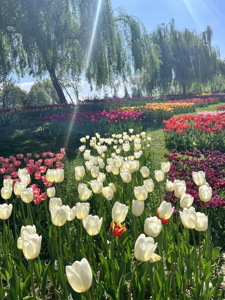 Only Tulips tweet media