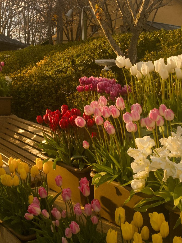 Only Tulips tweet media