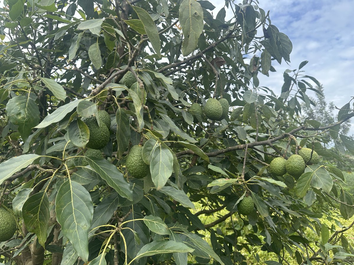 Katerega Uthman tweet media