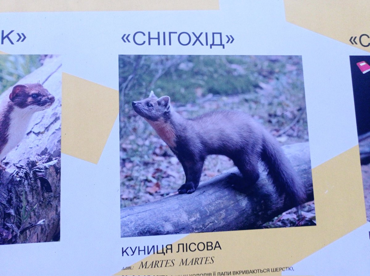 Regnum Mustela tweet media