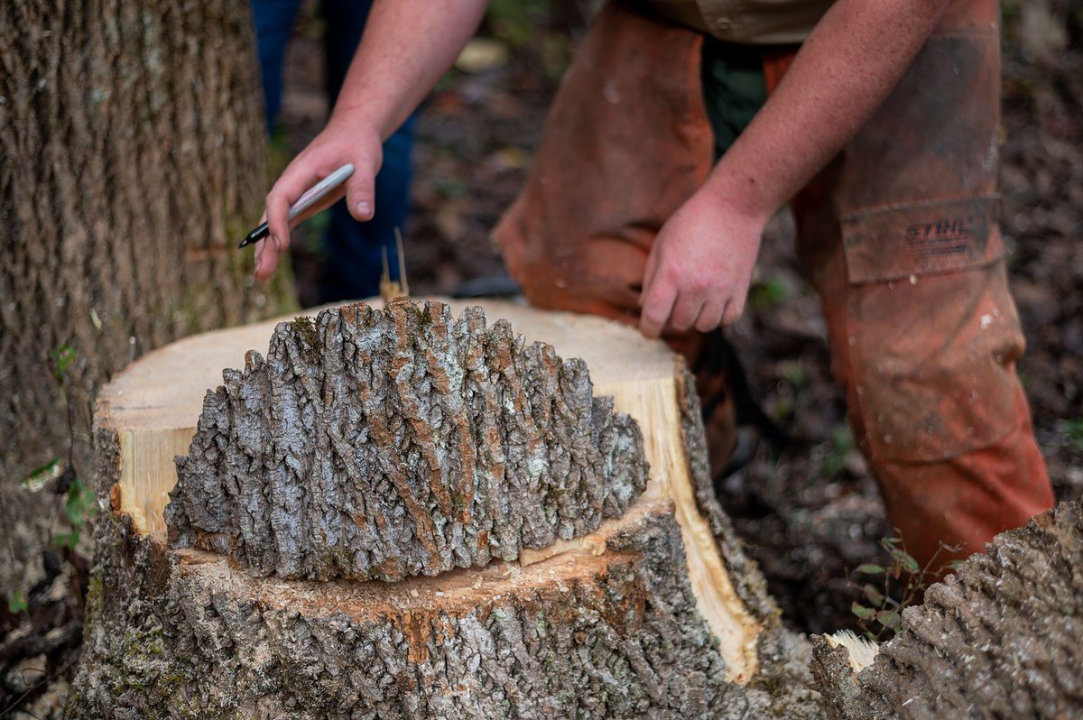 WV Forestry tweet media