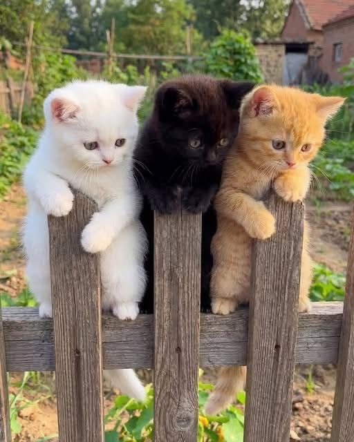 We Deserve CATs🐈‍⬛🐈 tweet media
