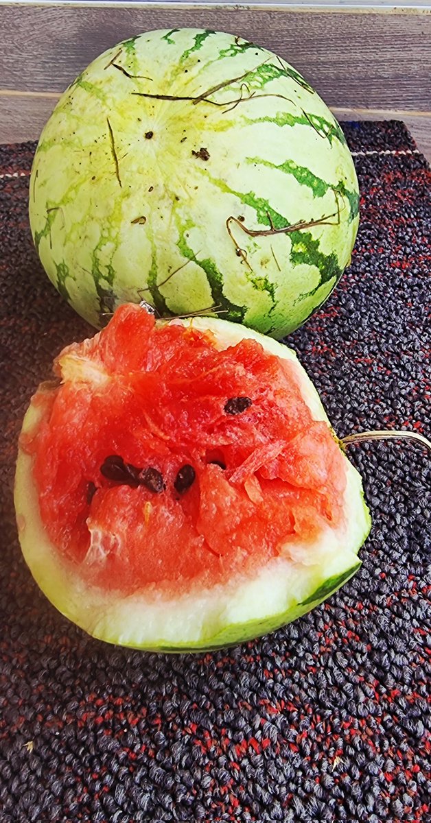 DomiNICK tweet media