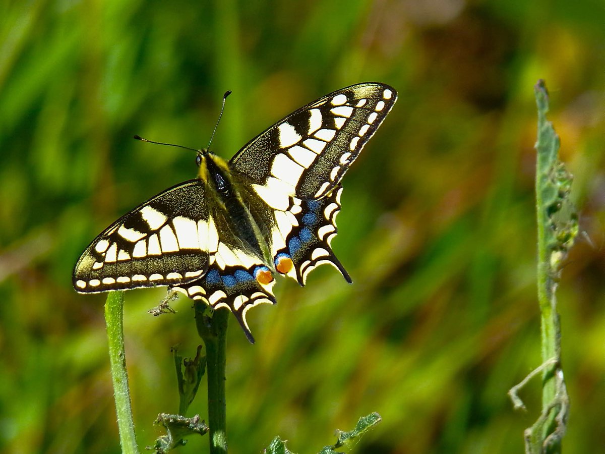 enologia's tweet photo. Silent Wings, Wild Precision

A moment most people miss...

A swallowtail butterfly suspended between light and instinct... never still, yet perfectly precise.

No staged shot. No second chances. Just timing, patience, and the quiet tension of the wild. https://t.co/dFha5cMRUw