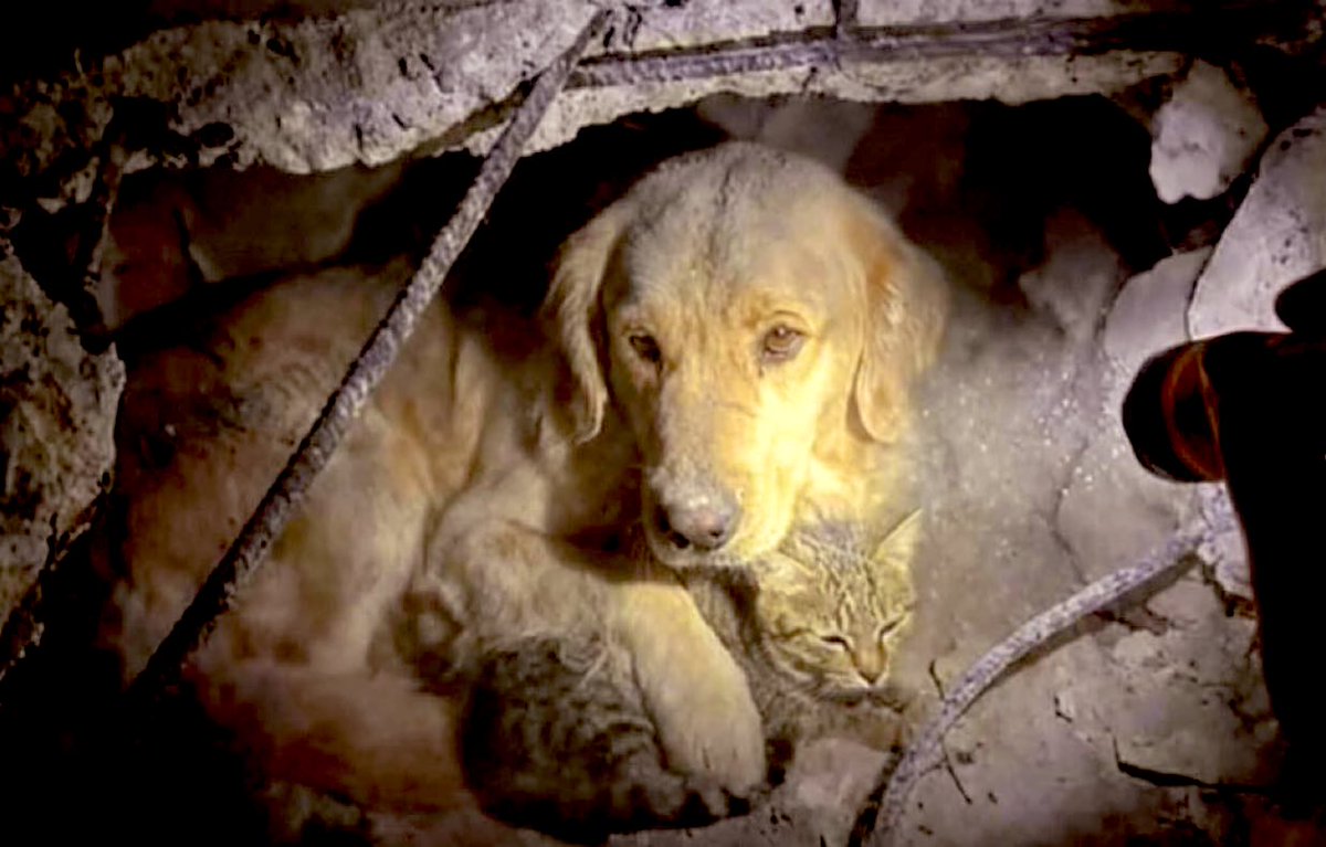 Sueli Rizzi 🌻🇧🇷 tweet media