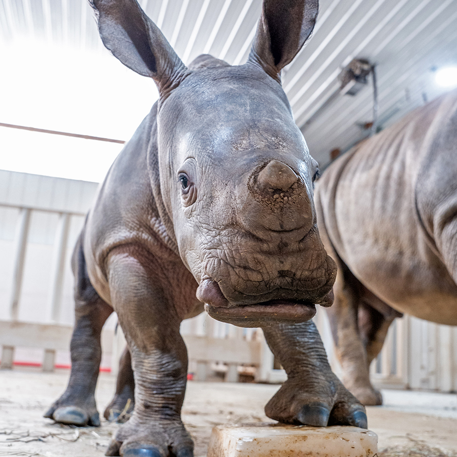 RollingHillsZoo tweet media