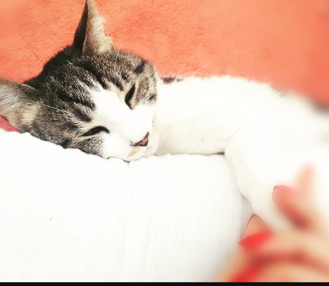 RavenInTheTree tweet media