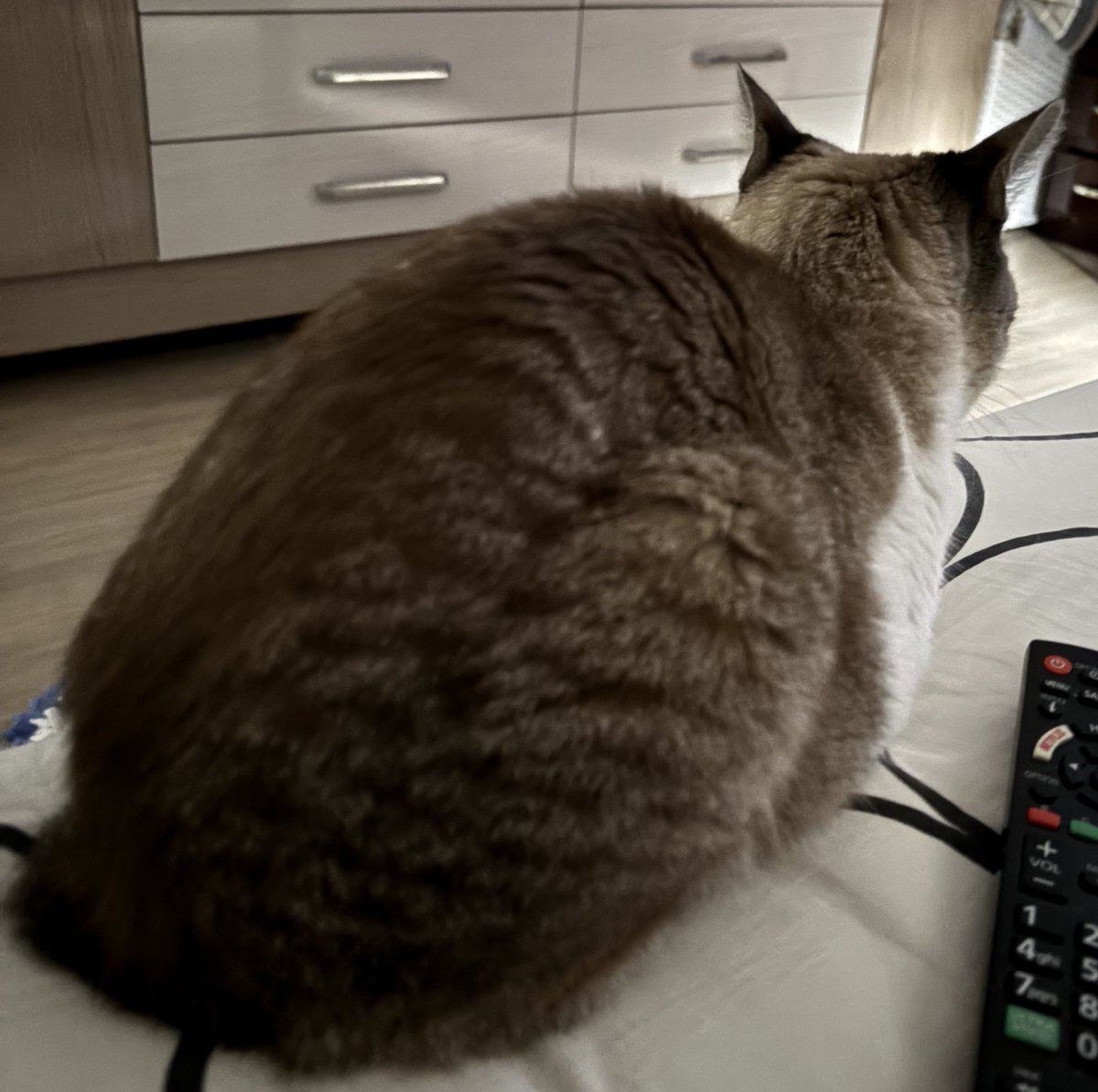 ⚢ sasa ⭐️ tweet media