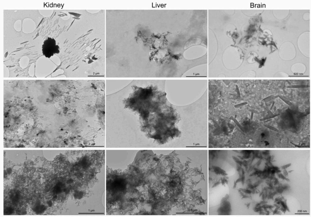 Nicolas Hulscher, MPH tweet media