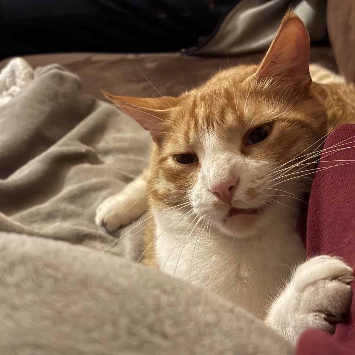 maxlamenace tweet media