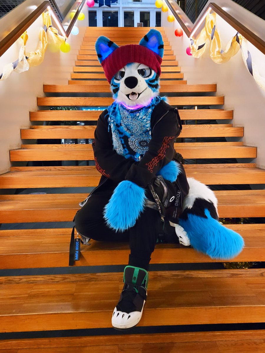 This Wusky is blocking your path, what are you gonna do? 😏

📸 <a href="/lupus_taurus/">LupusTaurus</a>