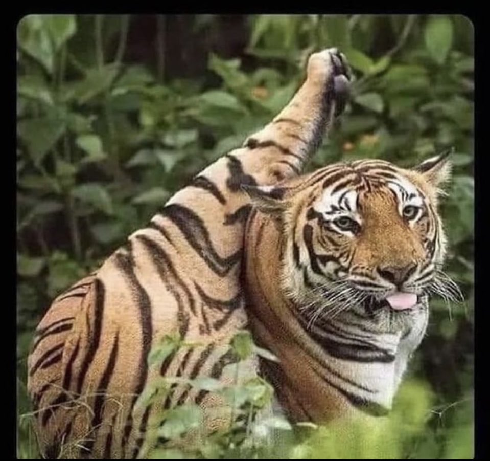 computerbiscuit tweet media