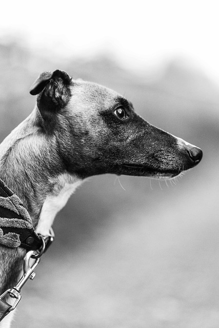 Matt Daugherty tweet media