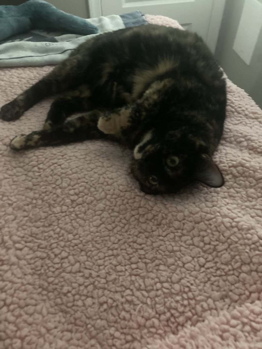 Cats when they dramatically flop on the bed and let out a little chirrup to let you know that they are there