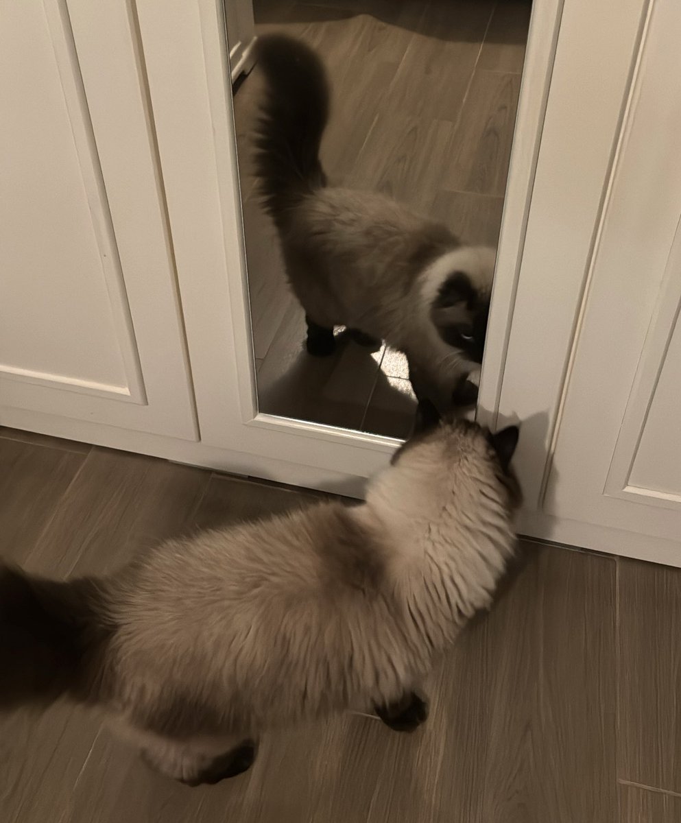 Just Hani tweet media