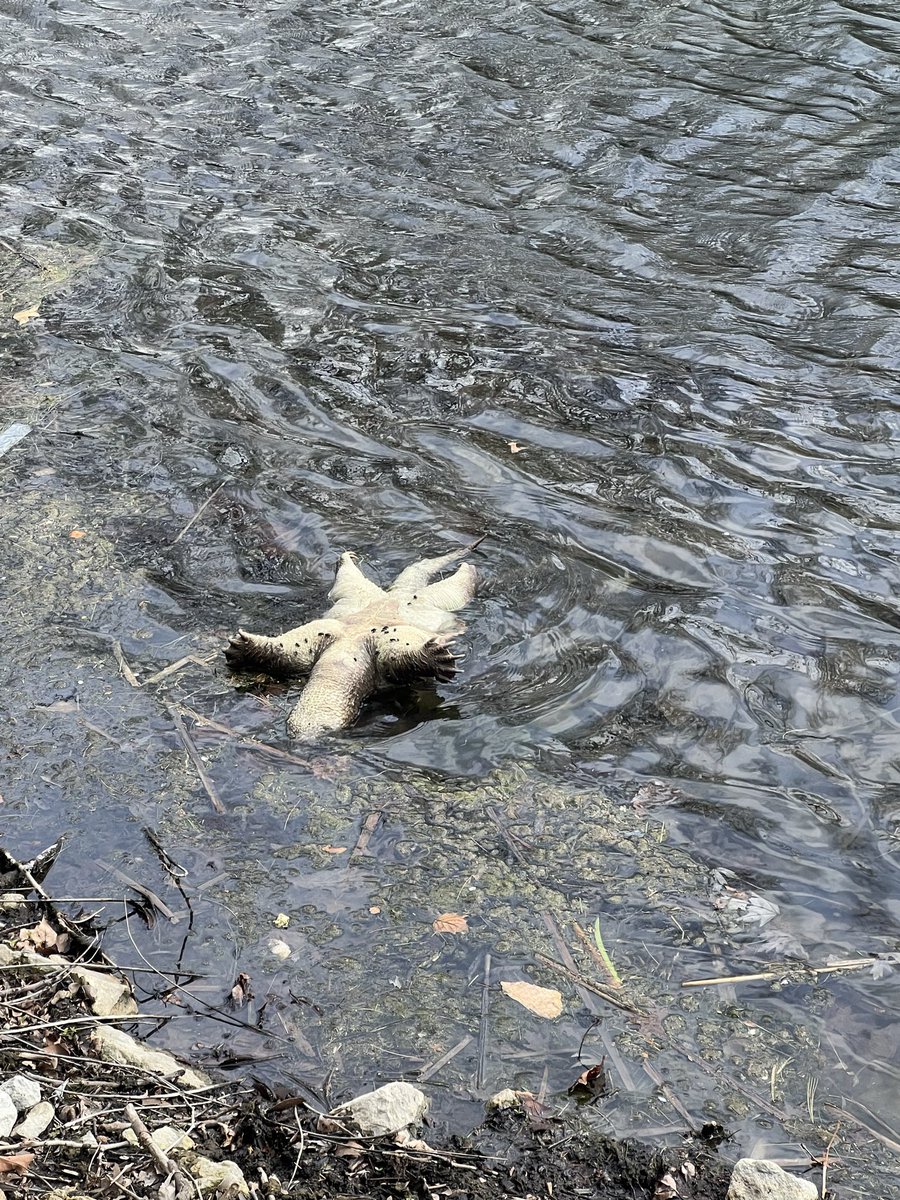 Lou B. Derchin tweet media