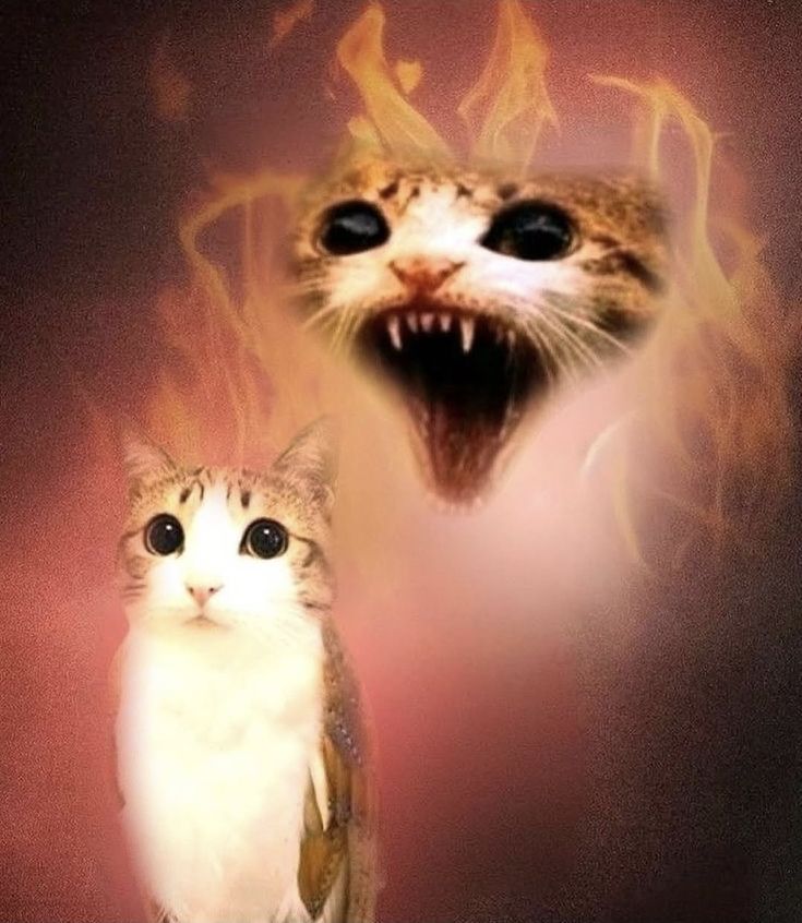 ❨❧Ⅿᥱᥱρᥣᥱ❦} tweet media