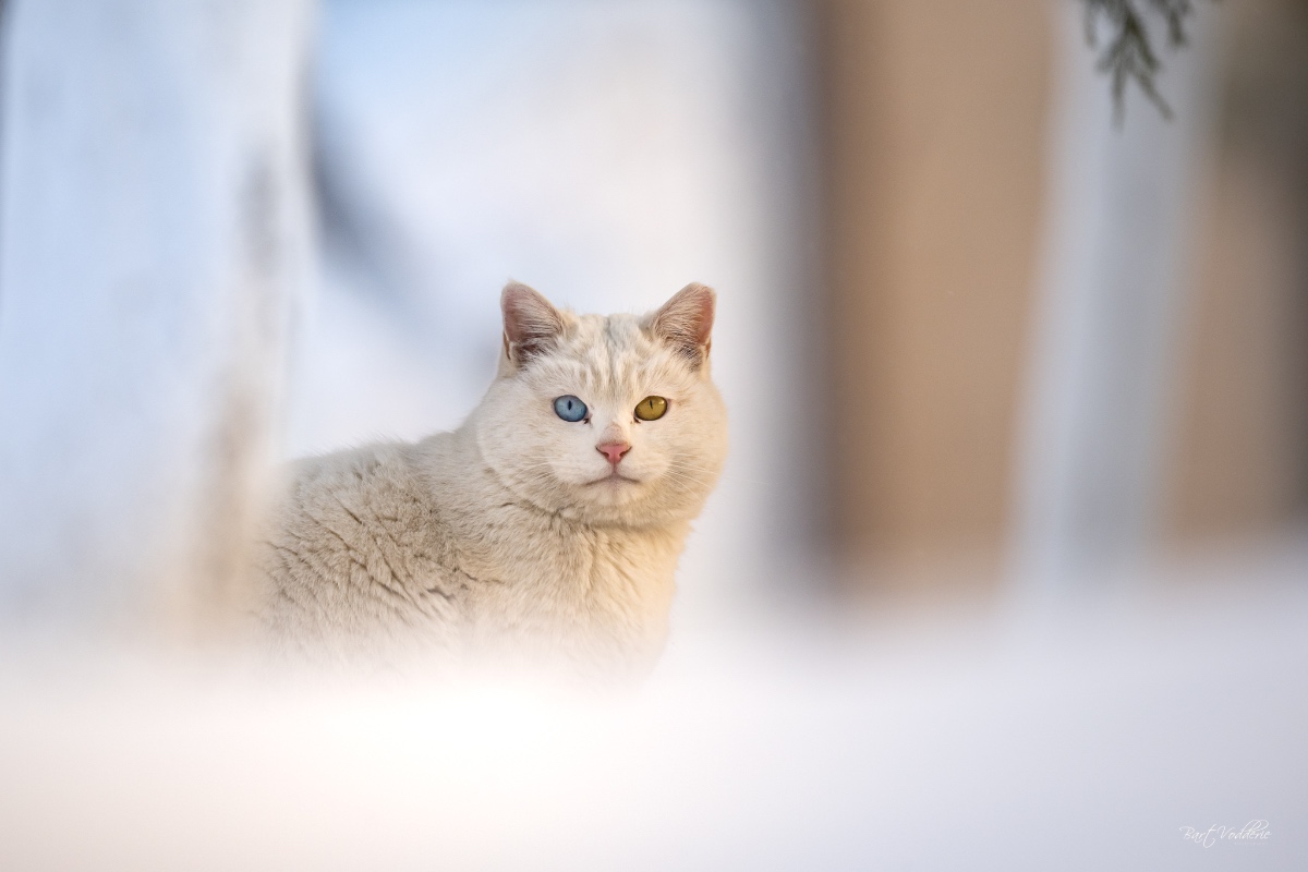 TravellingCats's tweet image. Chaoyang Park, Beijing 🇨🇳
Photos by Bart Vodderie 📷

Do you have travel pics of cats? 🐾
Reply with yours, and we'll RT!

Explore more Beijing cats 👉 traveling-cats.com/2026/02/things… 

#Beijing #China #photography #catphotos #catpictures #travelphotography #photographer