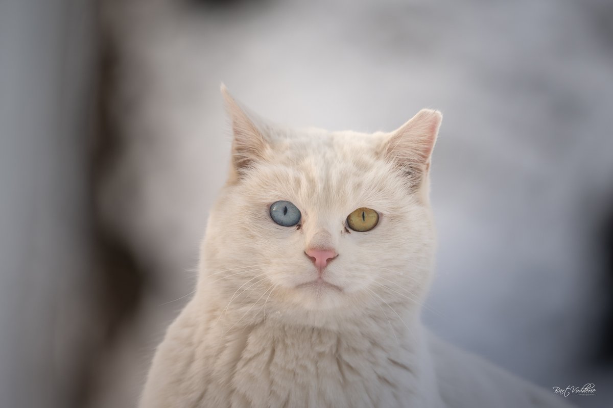 TravellingCats's tweet image. Chaoyang Park, Beijing 🇨🇳
Photos by Bart Vodderie 📷

Do you have travel pics of cats? 🐾
Reply with yours, and we'll RT!

Explore more Beijing cats 👉 traveling-cats.com/2026/02/things… 

#Beijing #China #photography #catphotos #catpictures #travelphotography #photographer