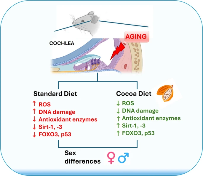 Sirtuins mediate the reduction of age-related oxidative damage in the cochlea under a cocoa-rich diet

📢"These results indicate that cocoa protects against oxidative damage through Sirtuins." 🍫

link.springer.com/article/10.100…