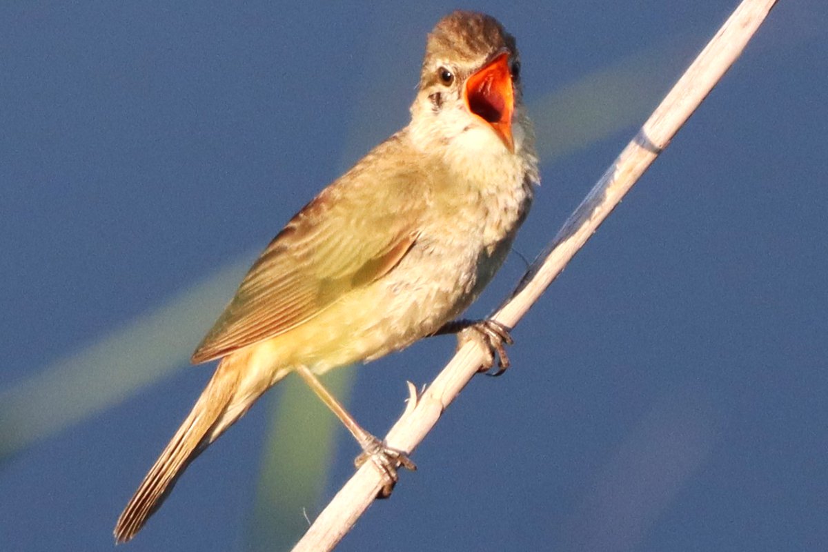 #日本野鳥の会ひょうご の、2026年５月の探鳥会（野鳥観察会）のご案内はこちらです。
　　　　　　　　　　↓
wbsj-hyogo-2.sakura.ne.jp/event/may2026/

会員・非会員を問わず、どなたでもご参加いただけます。１部、事前申込制の探鳥会もありますので、ご注意ください。