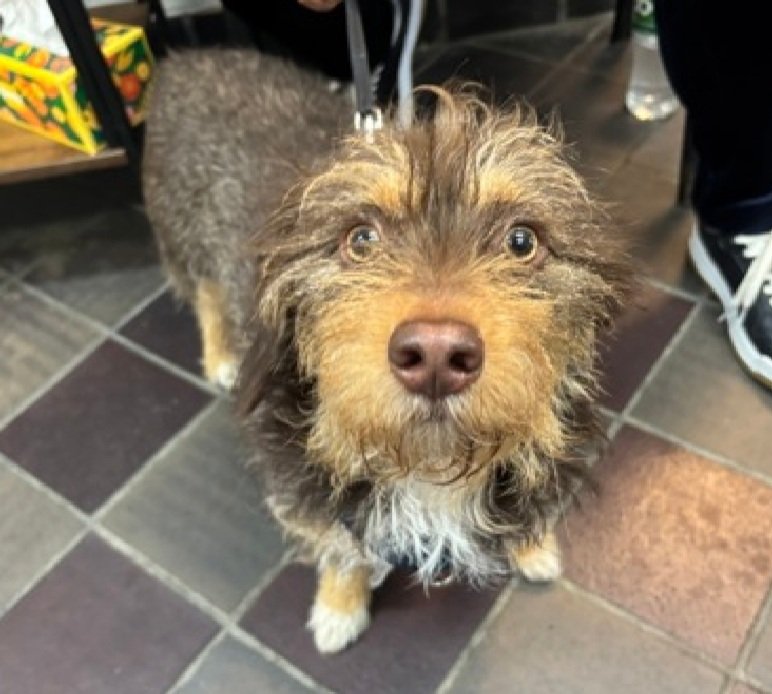 Morgan Fairchild's Dogs tweet media