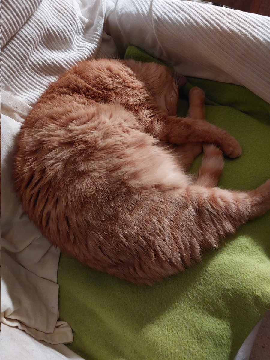 DerPranger tweet media