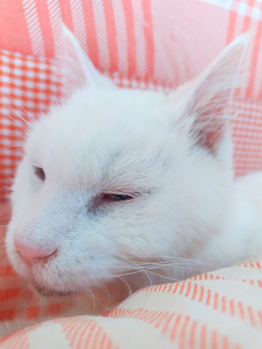 白ご飯をパクっとのりたま😎🫰✨ tweet media