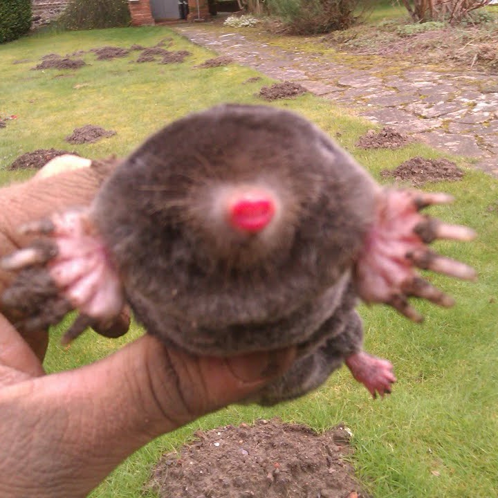 mysti 🤠 mole ΘΔ tweet media