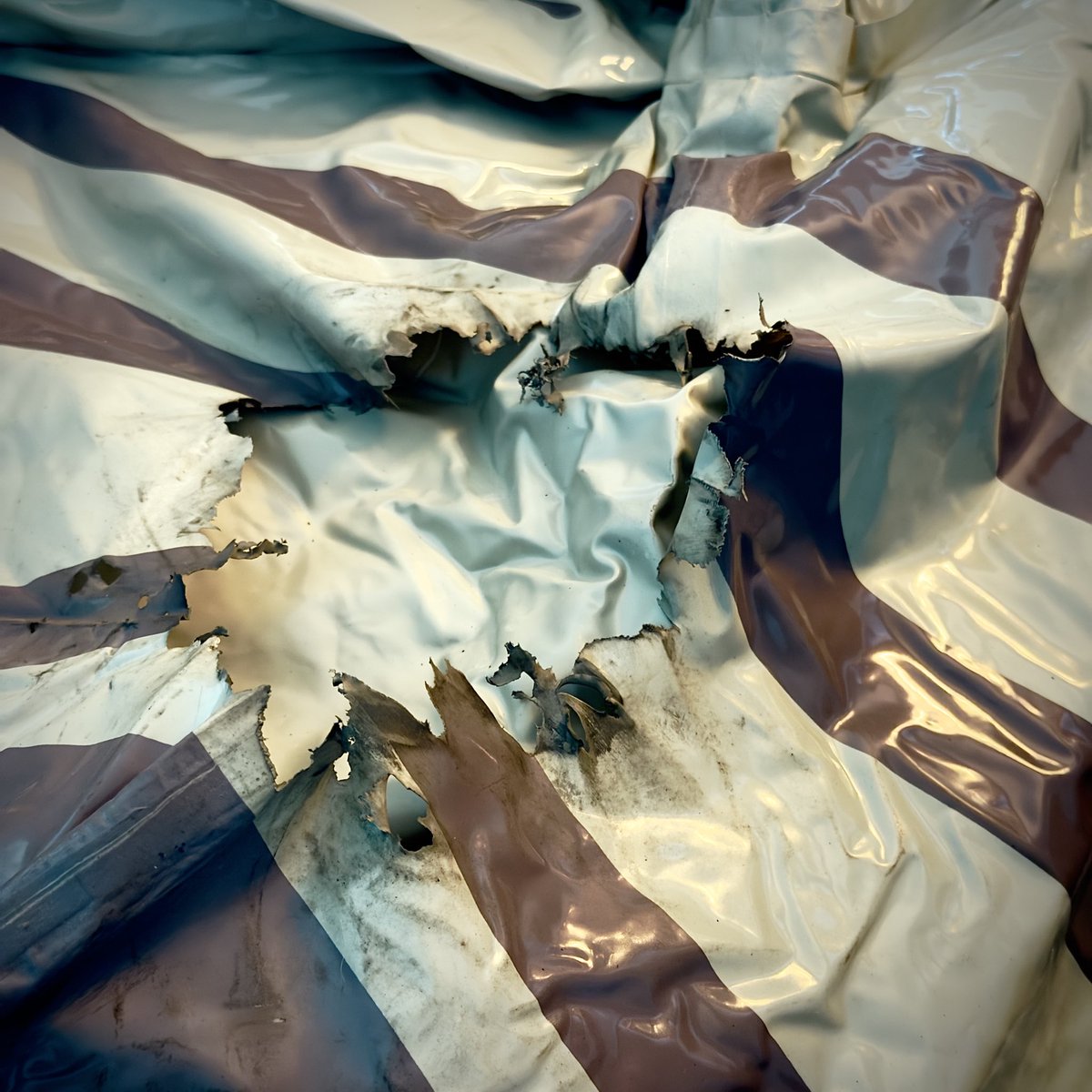 What of Kind You of What Dog Kind Are Dog You????? tweet media