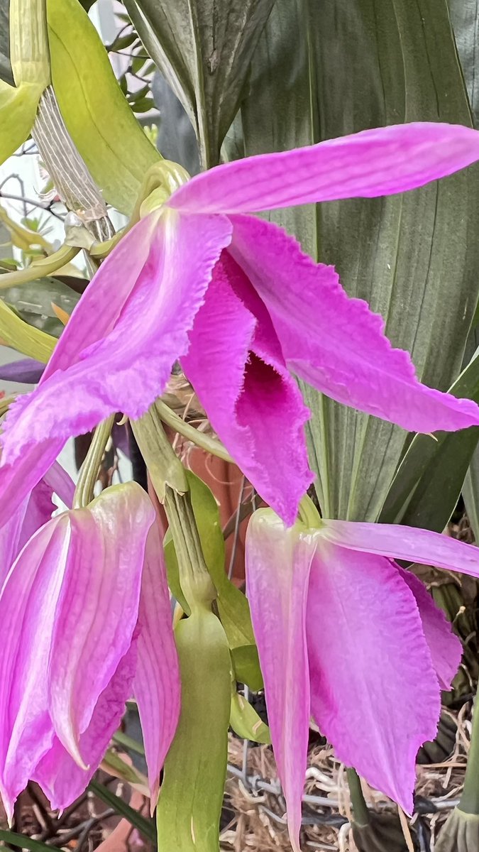 Dendrobium anosmum. Tegucigalpa, Honduras 🇭🇳