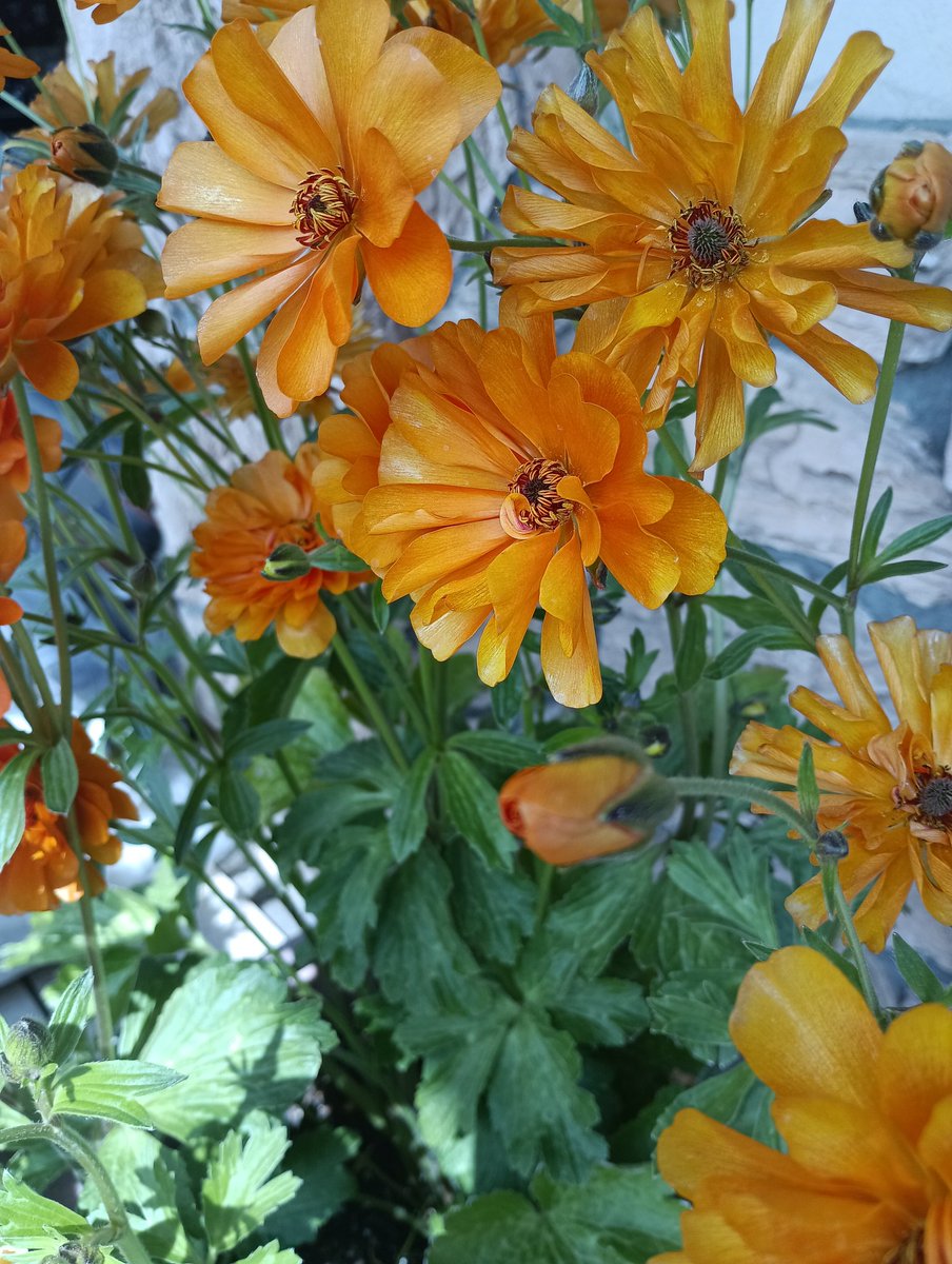 ブレスト tweet media