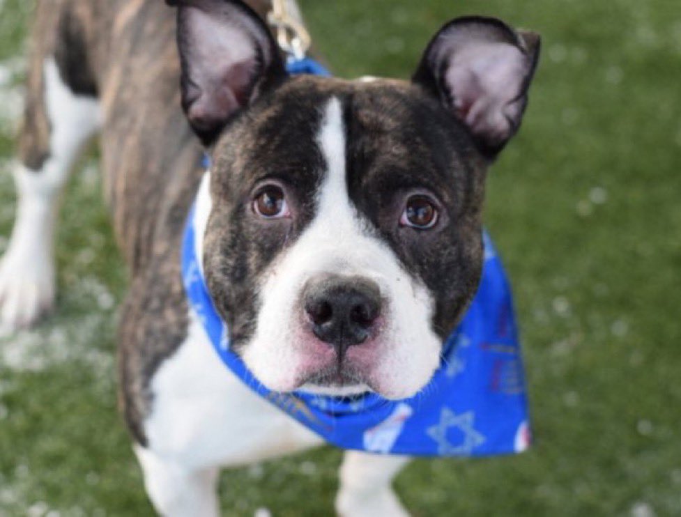 MoishesMom's tweet image. NYCACC Killed Beebop 💔😭

This adorable 3️⃣yr old boy had his whole life ahead of him….He was an adorable Mensch with his ✡️ bandanna☹️ 

My mom would have called you Hieme or Moishe if she saw you😭💔