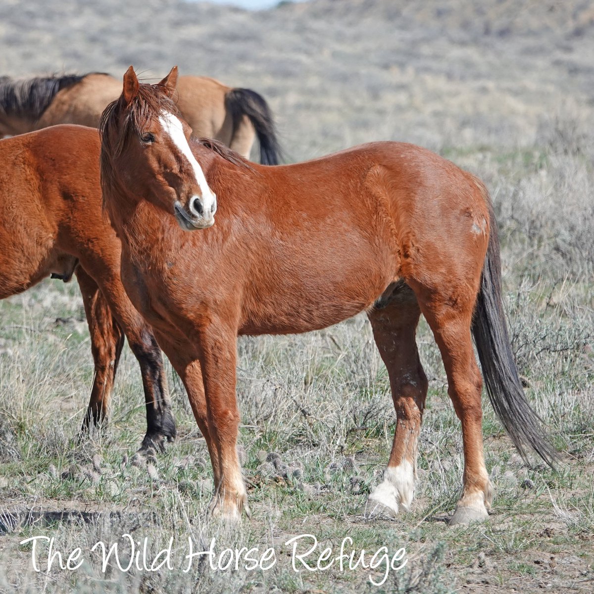 The Wild Animal Sanctuary tweet media