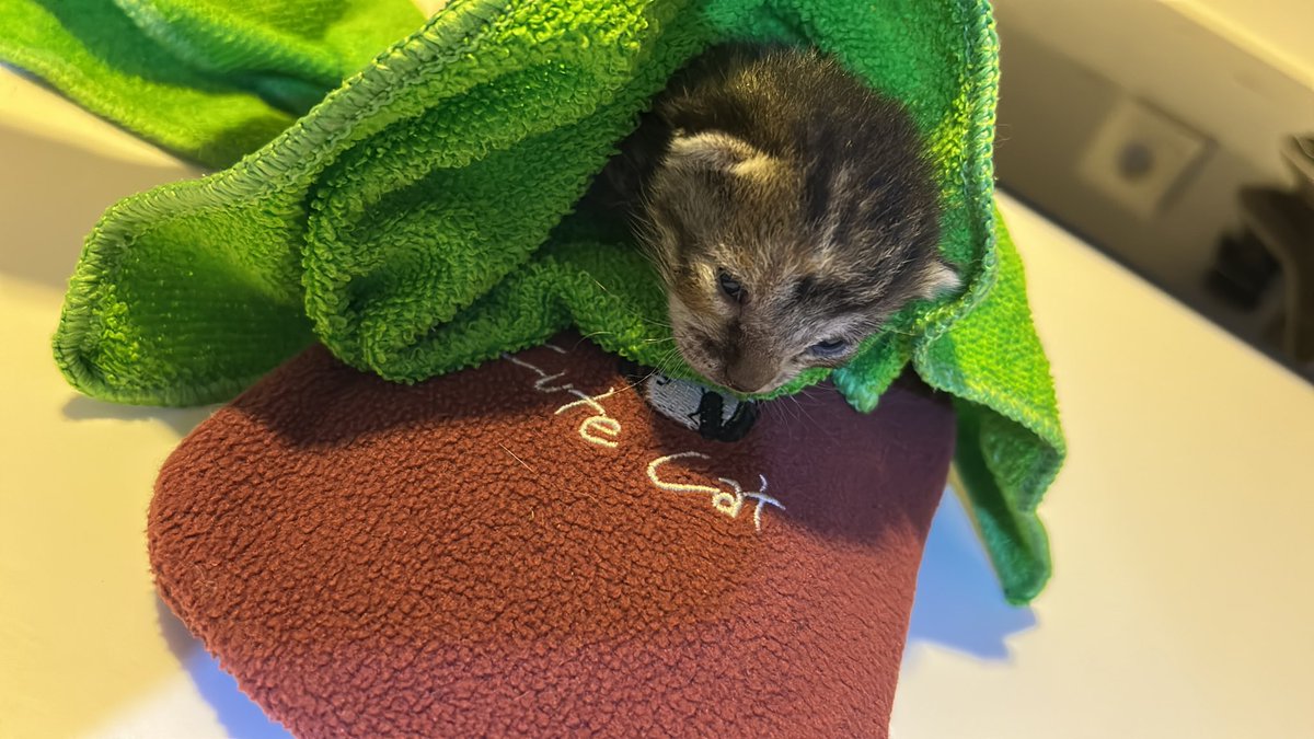 Seda 🎩 tweet media