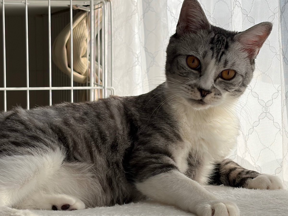 サバトラの春 tweet media