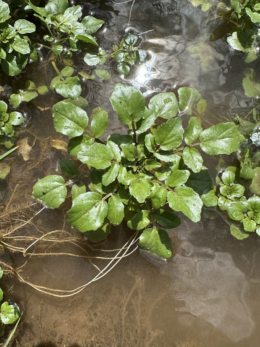 dkpmason's tweet photo. Watercress is one of the most nutrient dense greens ye can find in abundance this time of year. I highly advise learning to identify it. Plants like these can mean a world of difference when times get hard. Trust me. #dirtmagic https://t.co/l4wohzx272