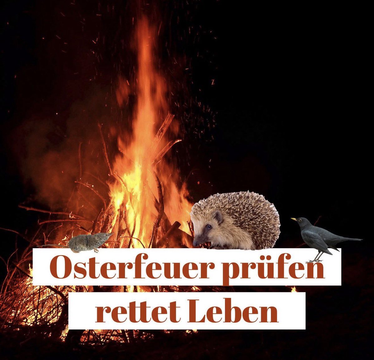 Igel-Hilfe tweet media