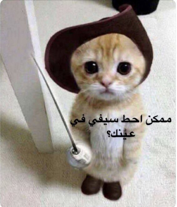 أوسامو tweet media