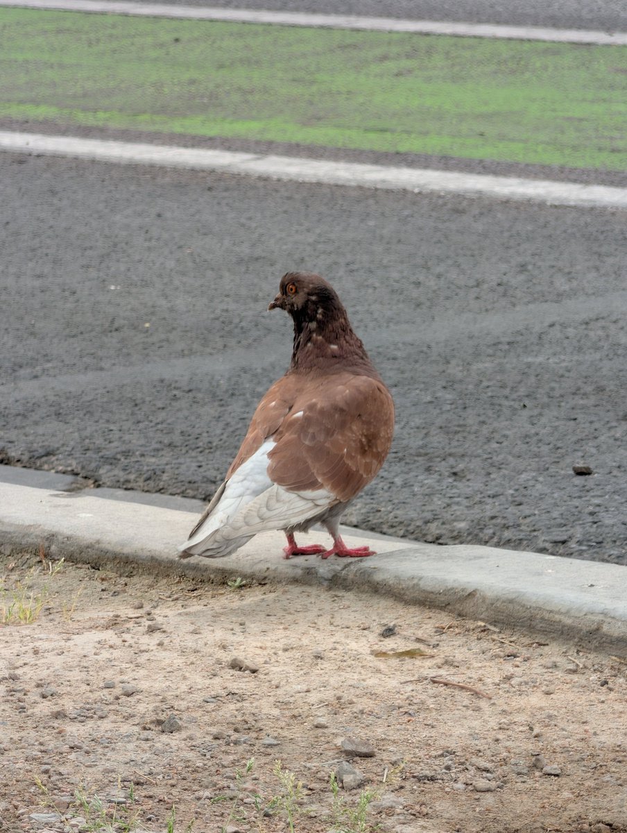 Ryan Bourassa😅 tweet media