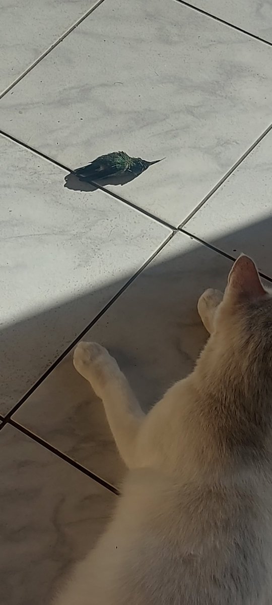 supervenus tweet media