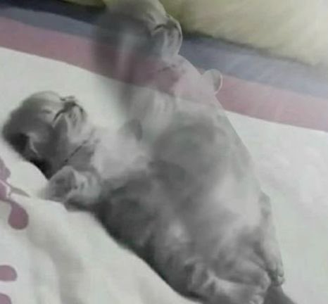 ‎ ‎ ‎ ‎ ‎ ‎ ‎ ‎ ‎ ‎ ‎ ‎ 𝖒𝖆𝖗𝖎𝖌𝖔𝖑𝖉 𓆩ꨄ︎𓆪‎‎ tweet media