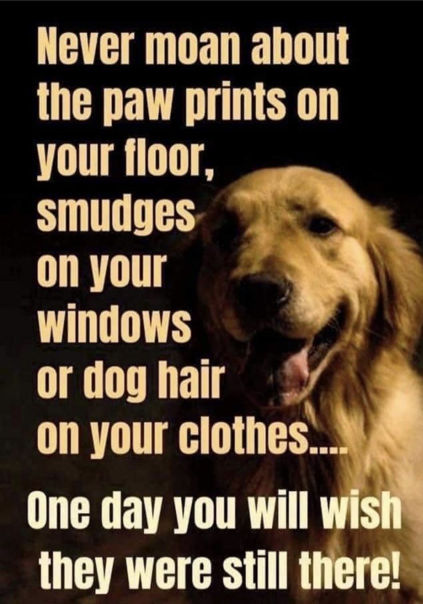 Dog Lovers tweet media